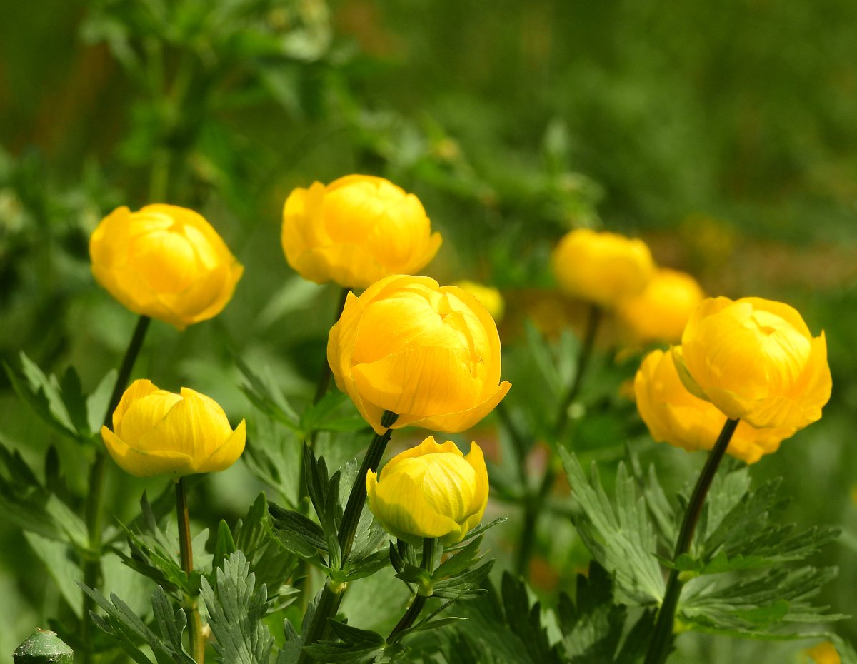 Kullerot kukkivat 💛 #kullero #yellowflowers #keväänkukkia #springishere #spring2024 #finnishmoments