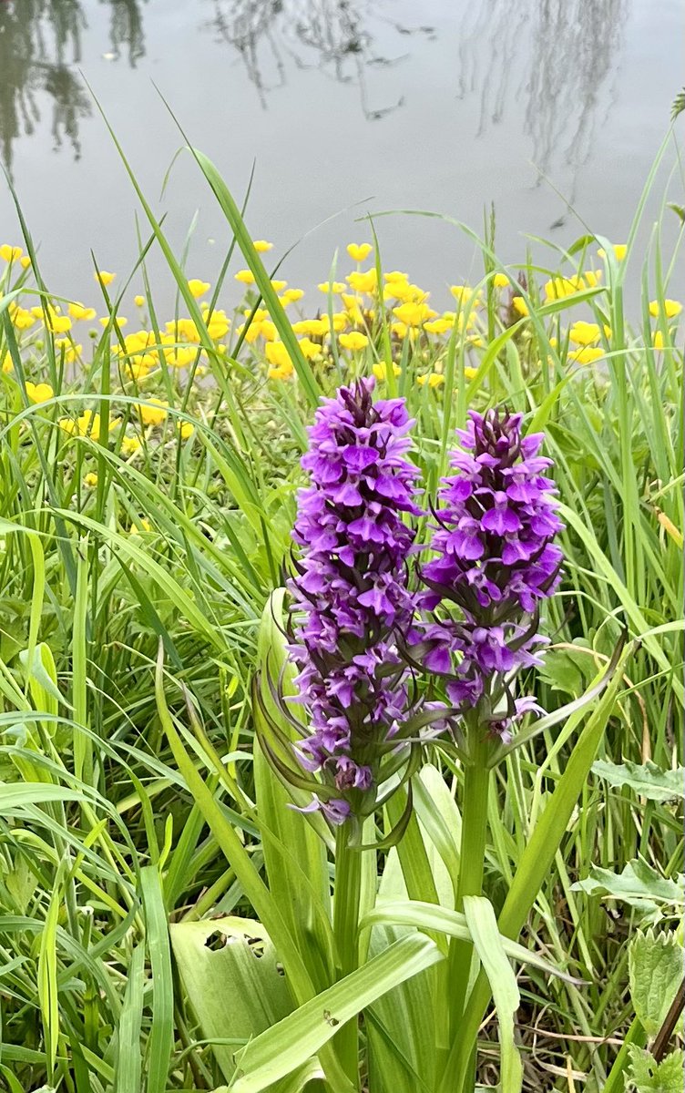 A break from nutrition, some Marsh Orchids by the pond here Part of our regenerative agriculture experiment to produce mutton wild flowers and wild birds. I will be speaking this year at @Groundswellaguk on where medicine meets farming Are any of you going ??