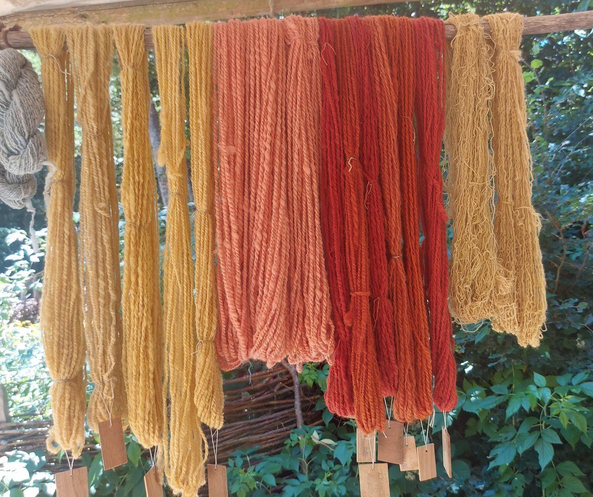 Dark ages? Yarnes dyed only with plants - like people dyed in the #medieval era. Beautiful colours!

I took the photo at Campus Galli at Messkirch, a medieval construction site featuring workshops that employ authentic medieval production techniques.

#medievaltwitter