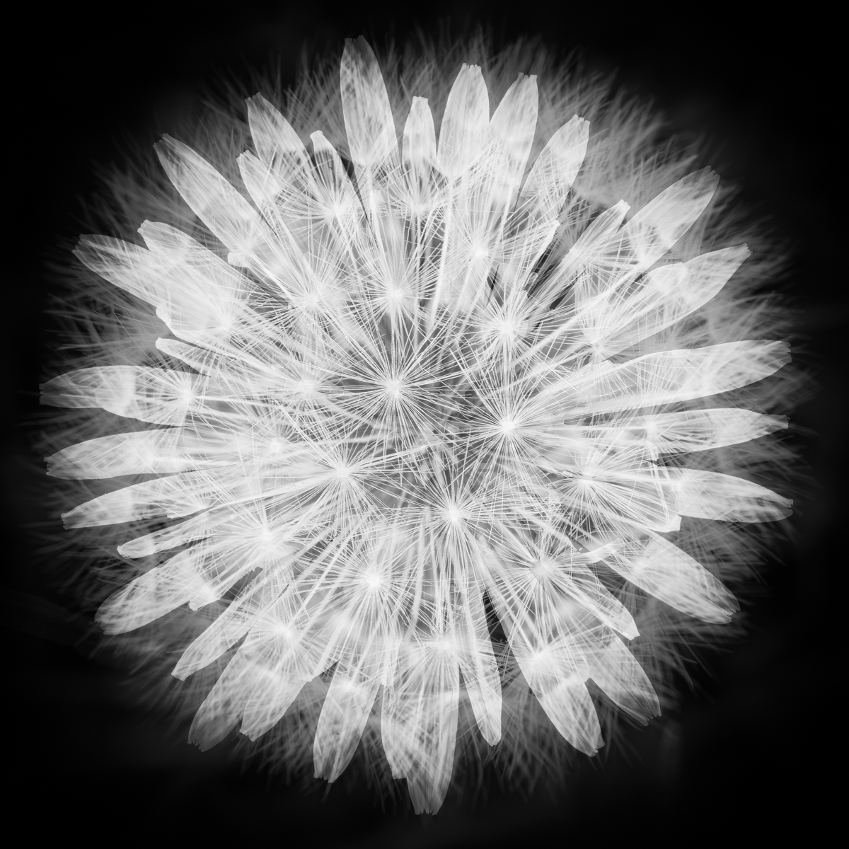 Dandelion double exposure with the images reversed from the previous post. @BNW_Macro #blackandwhitemacro #macro #ThePhotoHour #macrophotography #blackandwhitephotography #MacroHour