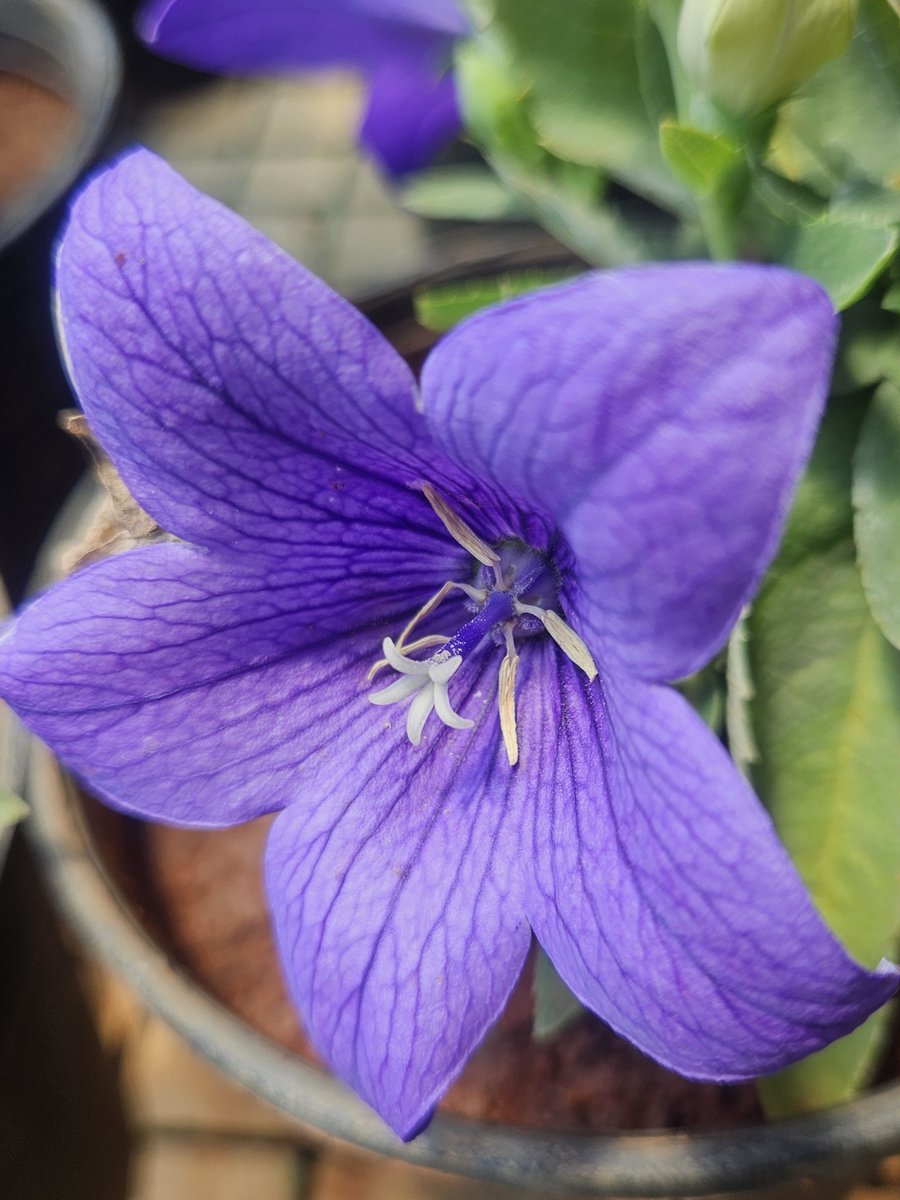 Good morning friends... have an amazing weekend ... 
#GoodMorningAll #goodmorning #goodmorningfriends #goodmorningtwitter #FlowersOnX #flowers #myclick #theme_pic_india_flowers