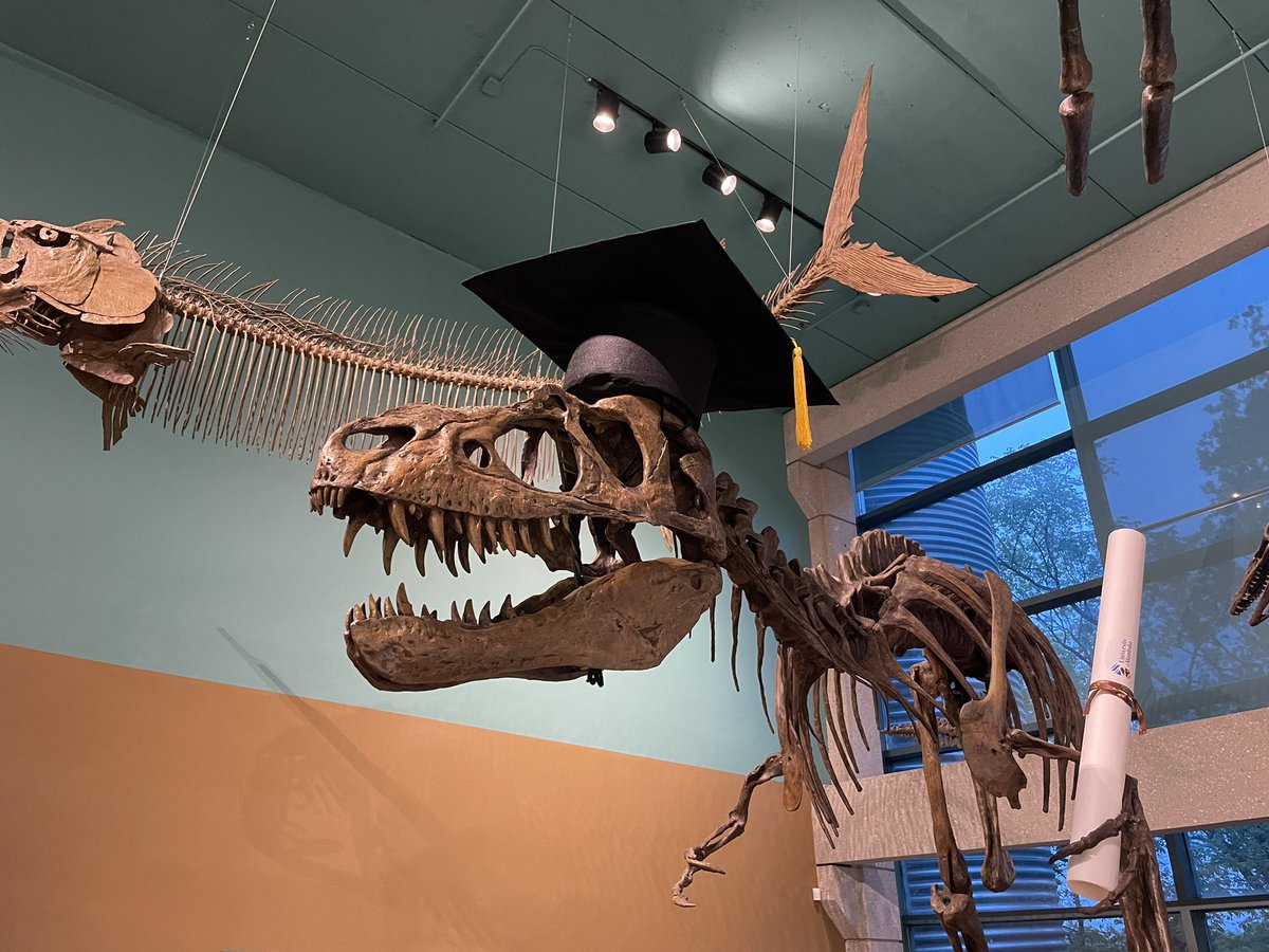 #FossilFriday I thought you looked familiar, ROM 1247. Nice to see you again! Congrats on graduating!
Gorgosaurus libratus @umanitoba 
@CanSVP #CSVP2024