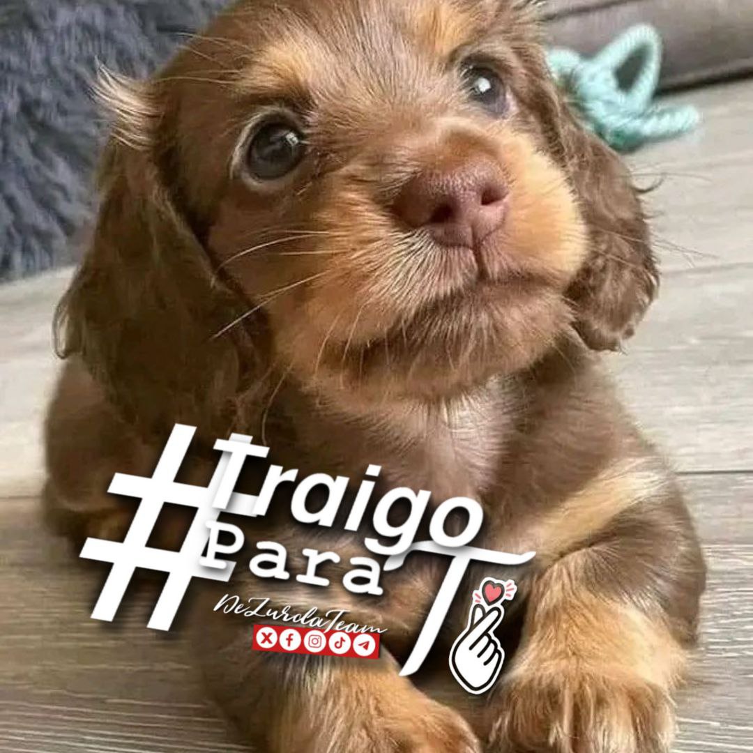 #TraigoParaTi una mascota y la magia que transmiten, son bellos y amigos leales. #DeZurdaTeam 🤝