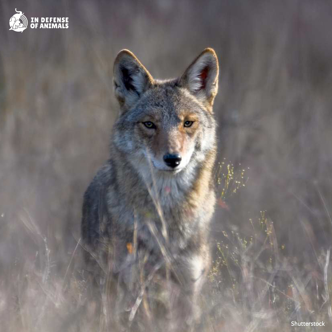 Learn more about the horrifying wildlife killing contests taking place across the U.S. #BanKillingContests #Coexist Read more: bit.ly/3R0v2rI Pls RT and support our work for wild animals bit.ly/4bCaQov