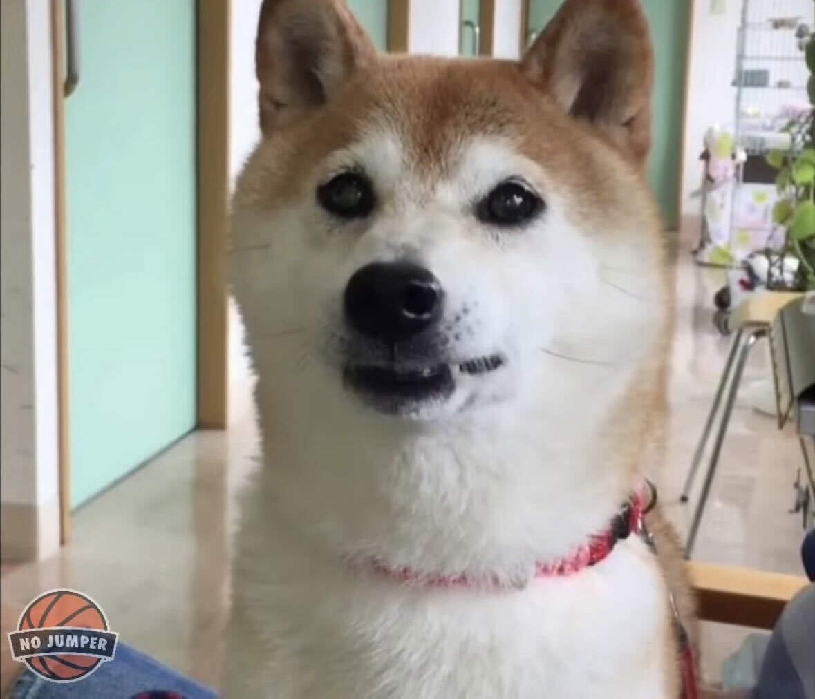 Kabosu, the Shiba Inu that served as the inspiration for the “Doge” meme and, later, the Dogecoin cryptocurrency, passed away at the age of 18.