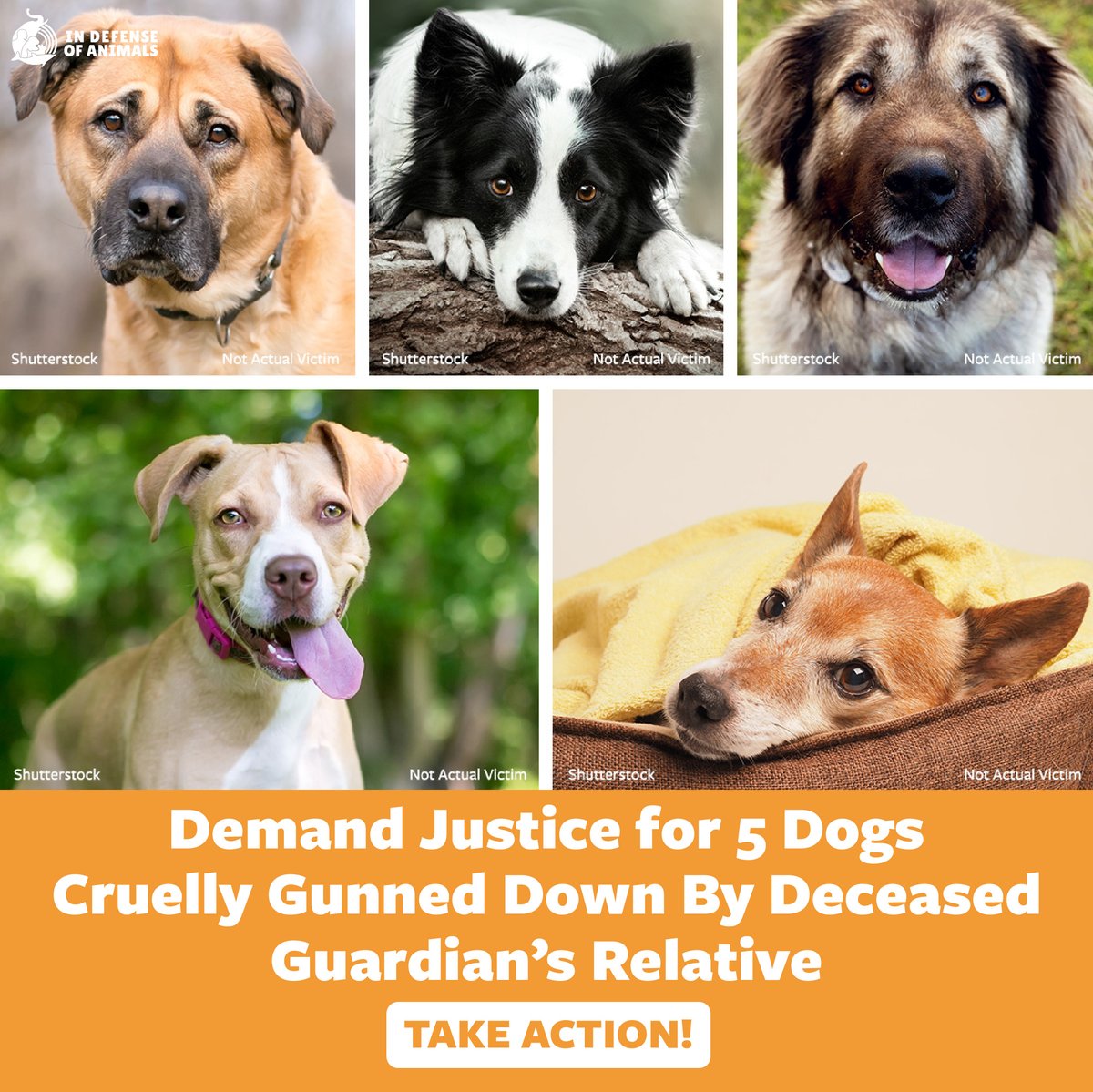 Help seek justice for a woman’s beloved dogs, who were cruelly killed by a relative just days after she passed away. #Justice4Animals Take action: bit.ly/4dUJewf Pls RT and support our work on this issue bit.ly/4dVxY2P