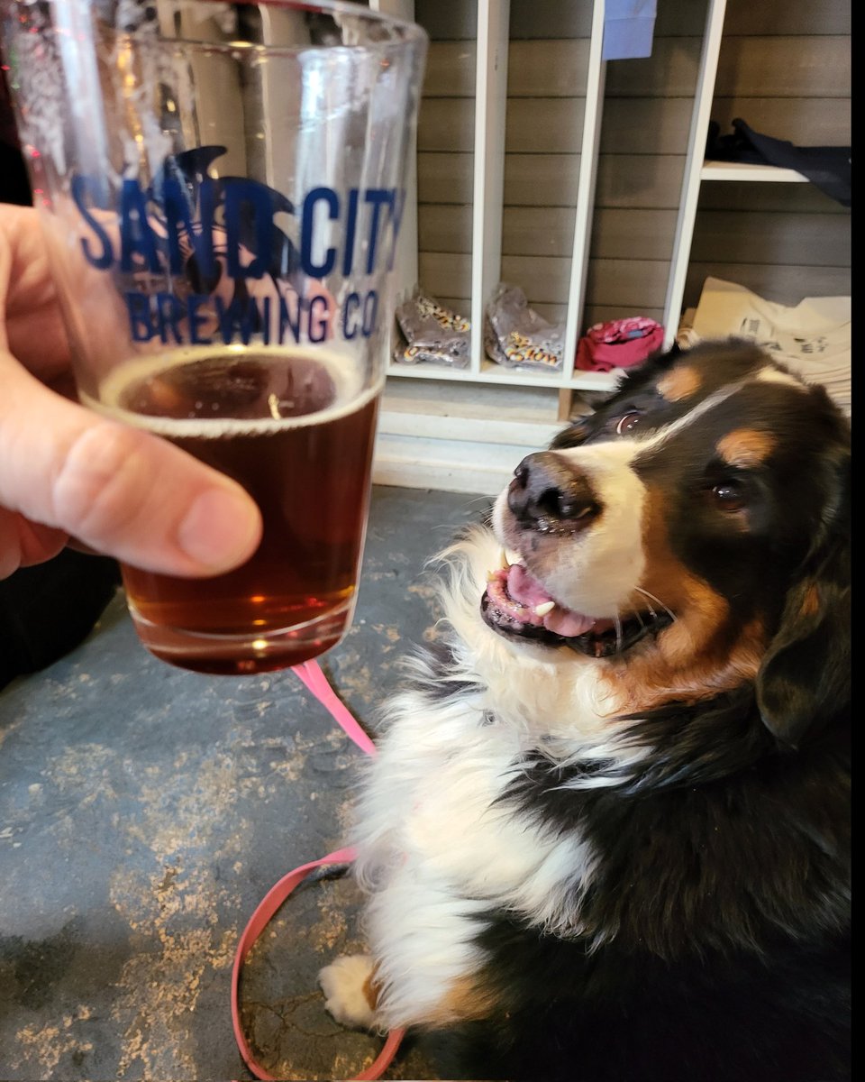 @weatherchannel My brother's dog Bella at Sand City Brewing in Northport NY.