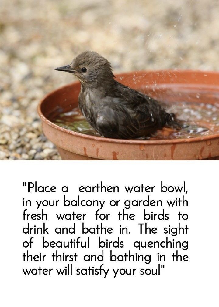 You feel Happy when the birds accept your feed. You feel connected with them.
#WaterForBirds #providewaterforbirds #summers #feed #feedthebirds 
#birds #birdsonearth 
#feedbirds #feedbirdsfeelgood