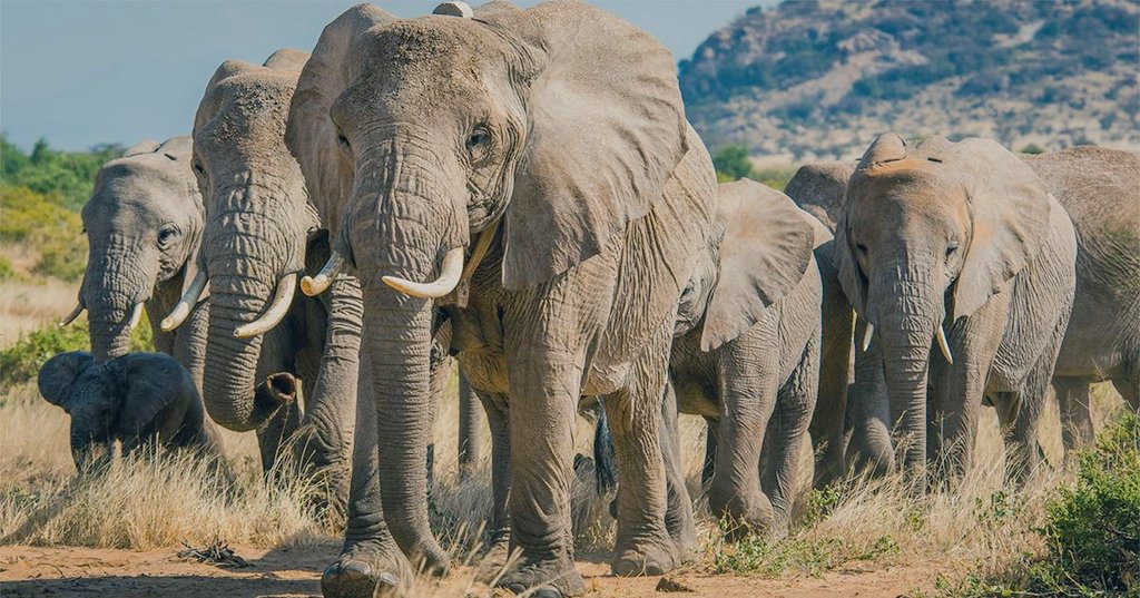 #TraigoParaTi el retumbar de los Elefantes.🐘🐘🐘🐘🐘🐘 #DeZurdaTeam 🤝🐘 @DeZurdaTeam_