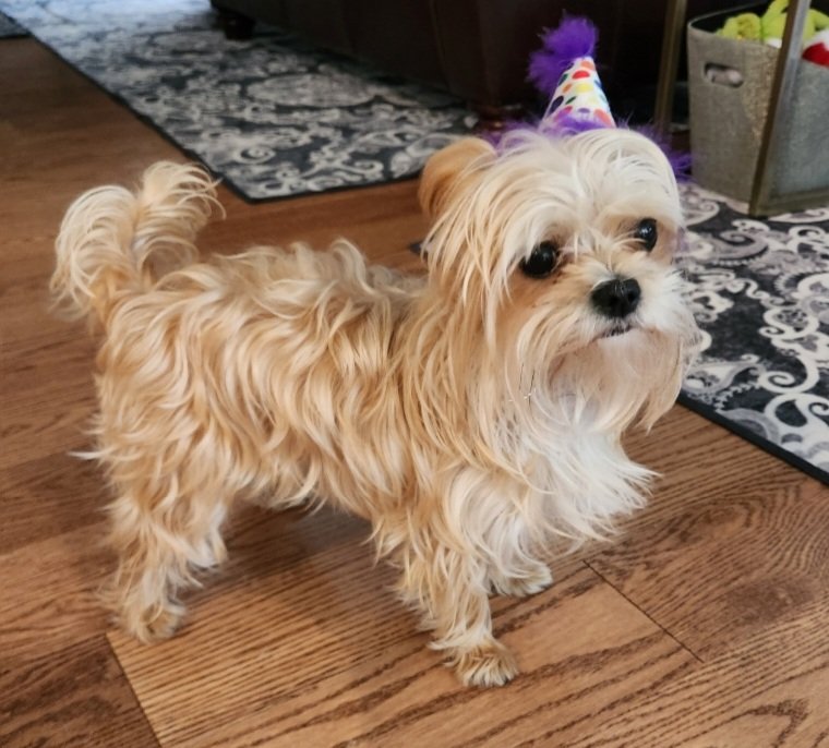 BearsCancelled tweet media