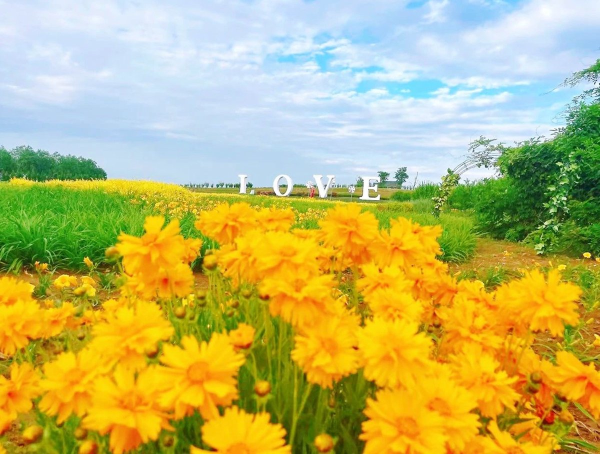 🌳Venture to #Haiyang Lianli Island in #Yantai, a secluded haven that blossoms with coreopsis, lavender, and verbena from summer to autumn🌼, offering visitors the opportunity to revel in the splendor of nature!😃 #WeekendGetaways 
(Source: Yantai Culture and Tourism Authority)