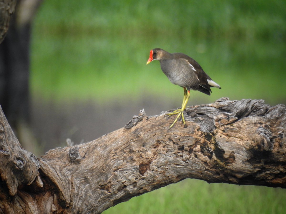 Eurasian Moorhen 

काली जलमुर्गी

#IndiAves 
#BirdsSeenIn2024