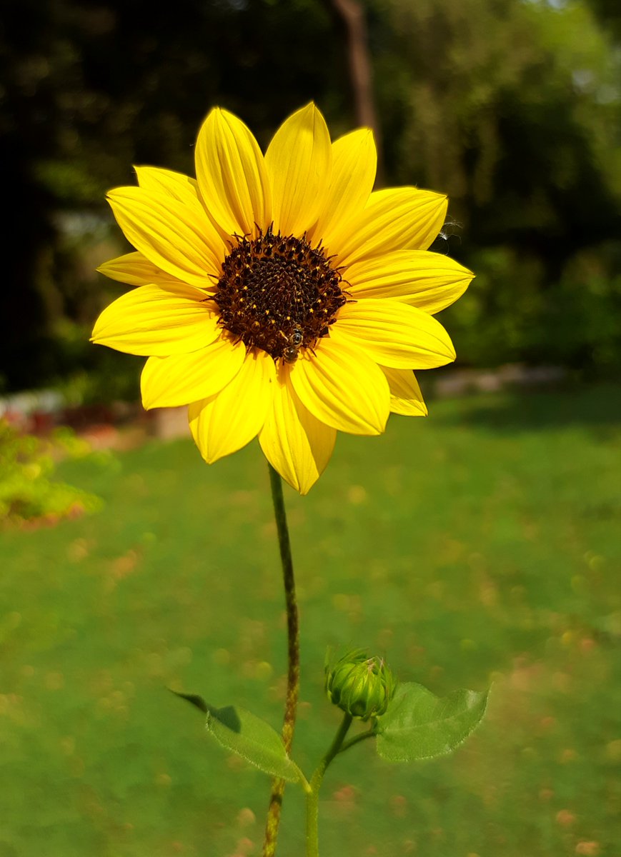 Happy Weekend To All 💛🌻
#naturelovers #weekendmood #saturdayvibes #sunflowers #NatureBeautiful