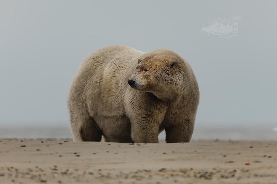 @ask_aubry Fat Albert is looking increasingly cuddly after clicking on that. #TeamBear