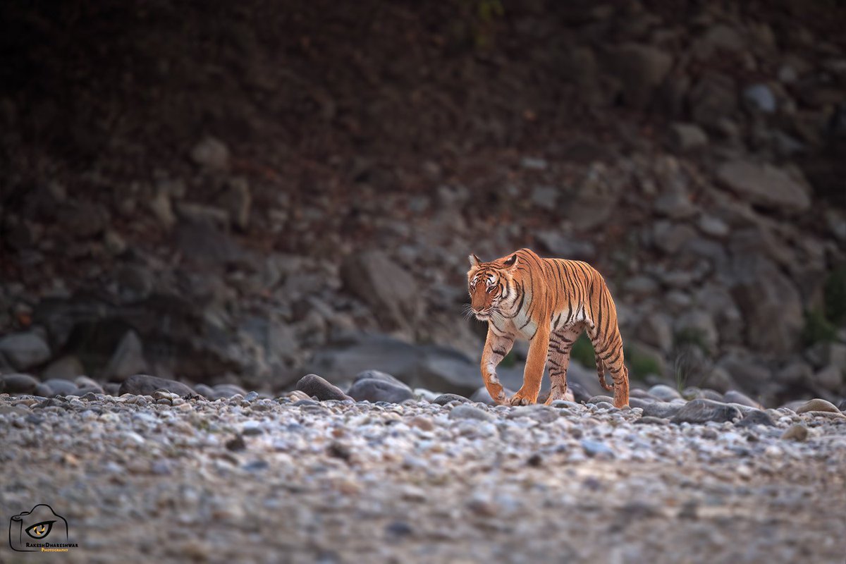 #Paarwaali emerges from the dark shadows, early morning after an unsuccessful hunt, the start of which @Bhrigzz posted yesterday. With @dnemophilist @Muzaffar12 @dhamejap @twt_ashish #IndiAves #Corbett #Dhikala @natgeoindia #canonphotography