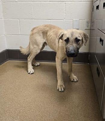 Bear arrived in Apple Valley CA today, May 24 and is already RED listed and TBK anytime. A young puppy at just 6 months old, who without help has zero chance of getting out of there alive. Please repost and pledge if you're able, email keitholbermanndogs@gmail.com if you can save