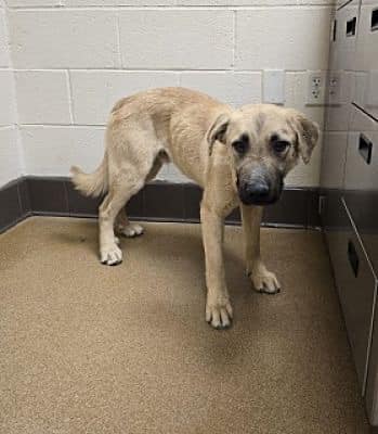 Keith Olbermann's Dogs (@tomjumbogrumbo) on Twitter photo Bear arrived in Apple Valley CA today, May 24 and is already RED listed and TBK anytime. A young puppy at just 6 months old, who without help has zero chance of getting out of there alive. Please repost and pledge if you're able, email keitholbermanndogs@gmail.com if you can save Bear arrived in Apple Valley CA today, May 24 and is already RED listed and TBK anytime. A young puppy at just 6 months old, who without help has zero chance of getting out of there alive. Please repost and pledge if you're able, email keitholbermanndogs@gmail.com if you can save