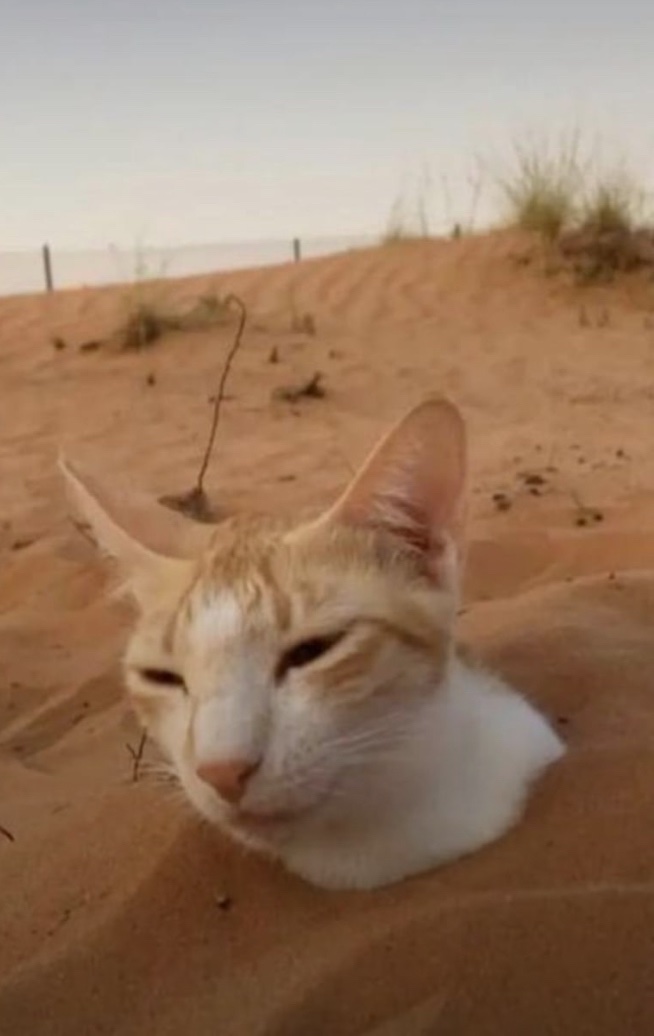 Evil_Emperor_X's tweet image. Cyrax in MK3 be like