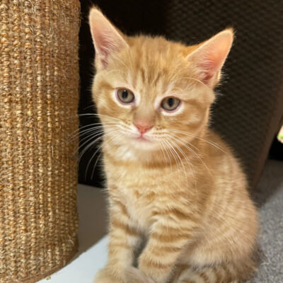 Meet Pigwidgeon & Crookshanks

Pigwidgeon hops and flits around from toy to toy, often on the lookout for another kitten to pounce on.

Crookshanks loves his food and usually running to the plate when it is mealtime.

They are both very playful.

Adopt: docs.google.com/forms/d/e/1FAI…