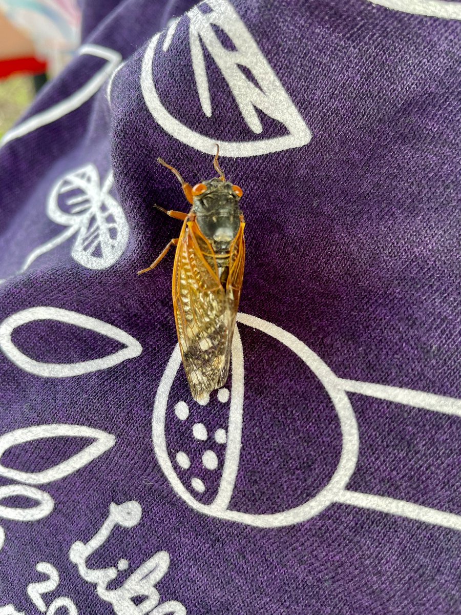 Debbie Johnson ART (@libertyartists) on Twitter photo These sweeties spent a little bit of field day making friends with our visitors, the cicadas❤️❤️ <a href="/Liberty_D135/">Liberty School</a> <a href="/LNapoli_Liberty/">Lori Napoli</a> <a href="/jason_minarovic/">Jason Minarovic</a> These sweeties spent a little bit of field day making friends with our visitors, the cicadas❤️❤️ <a href="/Liberty_D135/">Liberty School</a> <a href="/LNapoli_Liberty/">Lori Napoli</a> <a href="/jason_minarovic/">Jason Minarovic</a>