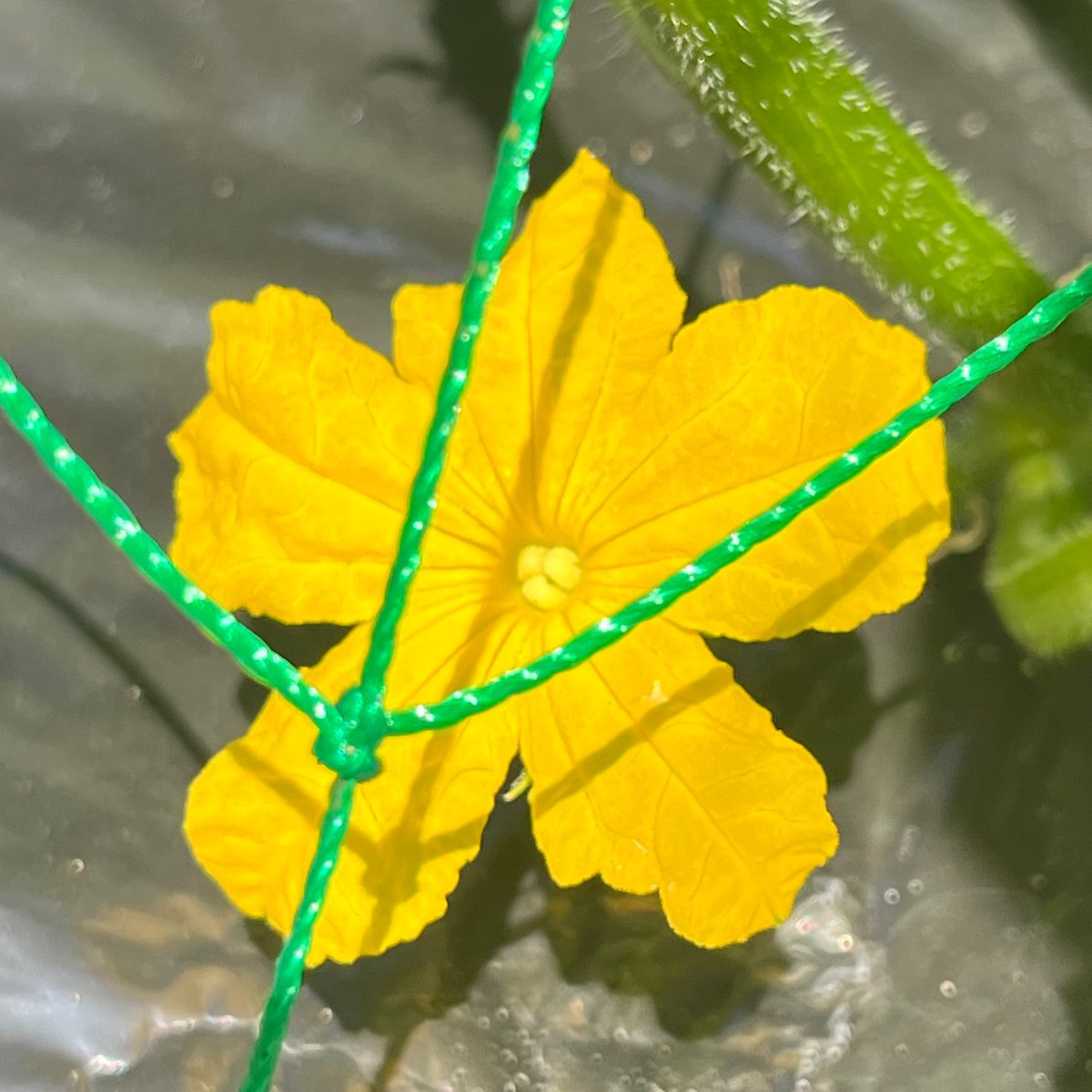 育ってる。すごいすごい。
キュウリ３本穫れた✌️
ミニトマトも来週辺り穫れそう。
写真はナスとキュウリの花です。