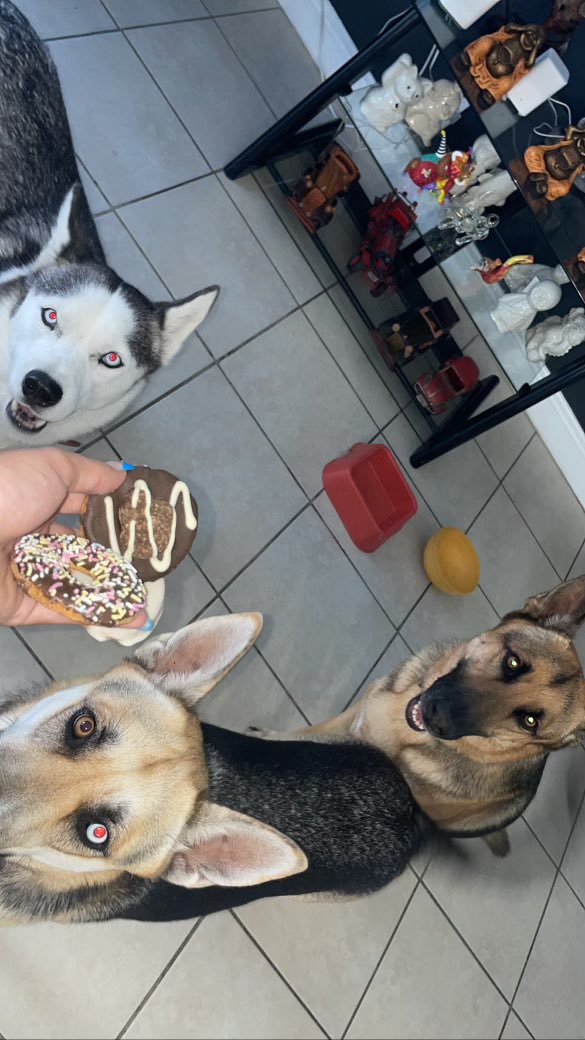 My wife friend dog die today doge dog die aswell some of my fav crypto influencer dogs are sick. I have 3 dogs of my own and cannot phantom living without them we dont deserve their pure love. 🐶🐾🐾🐾