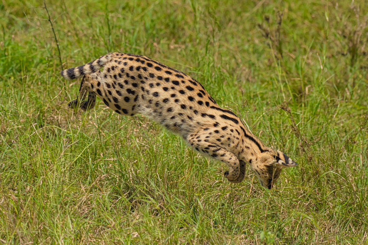 The prey is locked – Serval Cat | Masai Mara | Kenya . #servalcat #serval #biosapiens #kenya #beautifulcat #animallife #wildlifes #keepitwild #masaimara #mammals #jawswildlife #felinefamily #bownaankamal #wildcatsofafrica #catlover #animalsinaction #wildcats