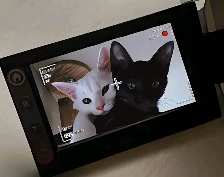 Punch Cat (@punchingcat) on Twitter photo 