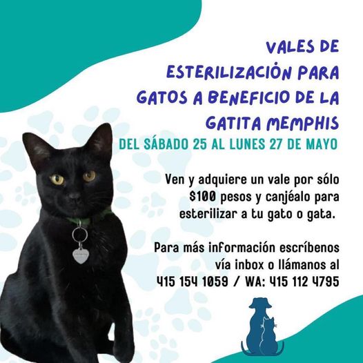 NewsSanmiguel's tweet image. #AMIGUITOS🐈😺.- La asociación Centro de Salud Animal Delphine necesita de su ayuda en publicar lo siguiente y se lo agradeceríamos demasiado por favor. 
Ayudando a #Memphis!! AYÚDANOS Y COMPARTE
🐾 Adquiere un #vale para esterilizar un #gato 🐈 o gata por $100.00 sábado, 🧵