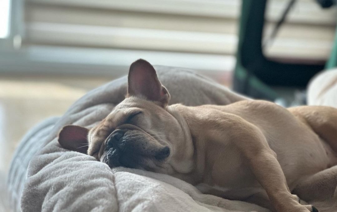 mckenzieahn_'s tweet photo. just Doenjang and Baul sleeping 🛏️🙈🥰 https://t.co/JnZcT35ySt