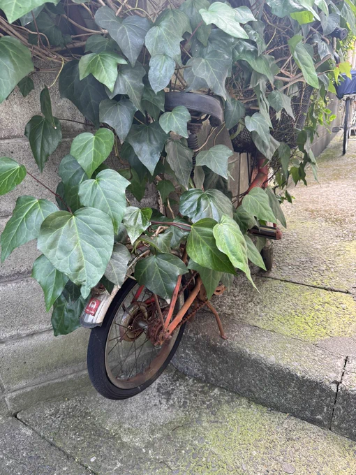 これよく見ると子供用の自転車が蔦に絡め取られてるんですよね。 