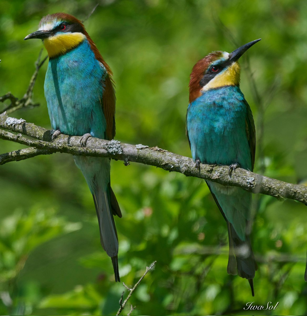 Kolorowe gody 

Żołna 💚

#IwaSol #birds #wildlife #may #NaturePhotography #MeropsApiaster