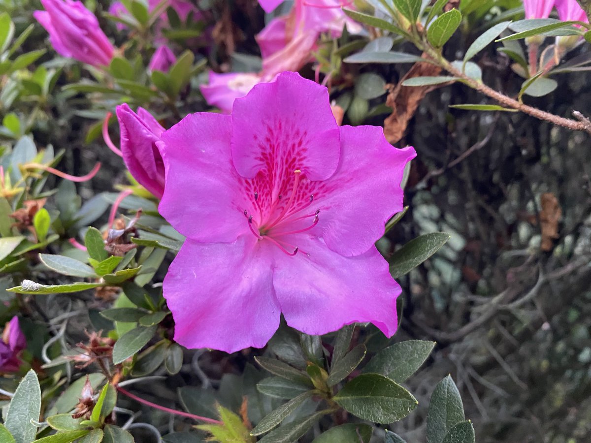 🌸🌺
#flowerlove #flowers #flor #flores #primavera