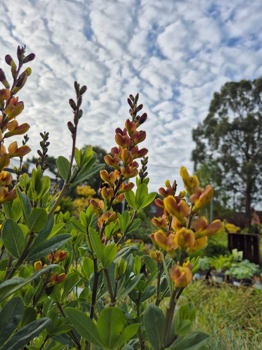 Port Sunlight Garden Centre tweet media