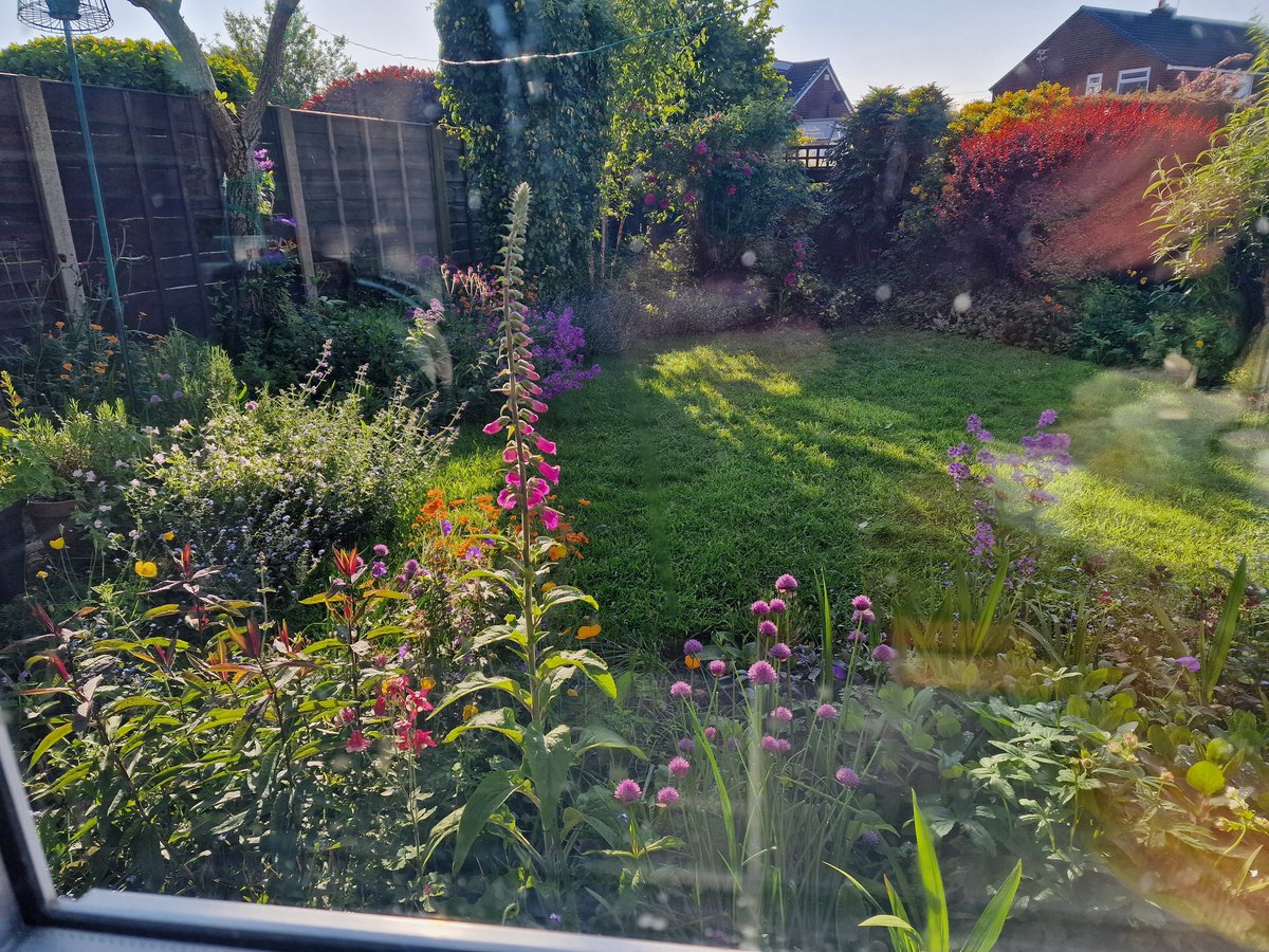 Nice to look onto from the kitchen window 🌼 🐝