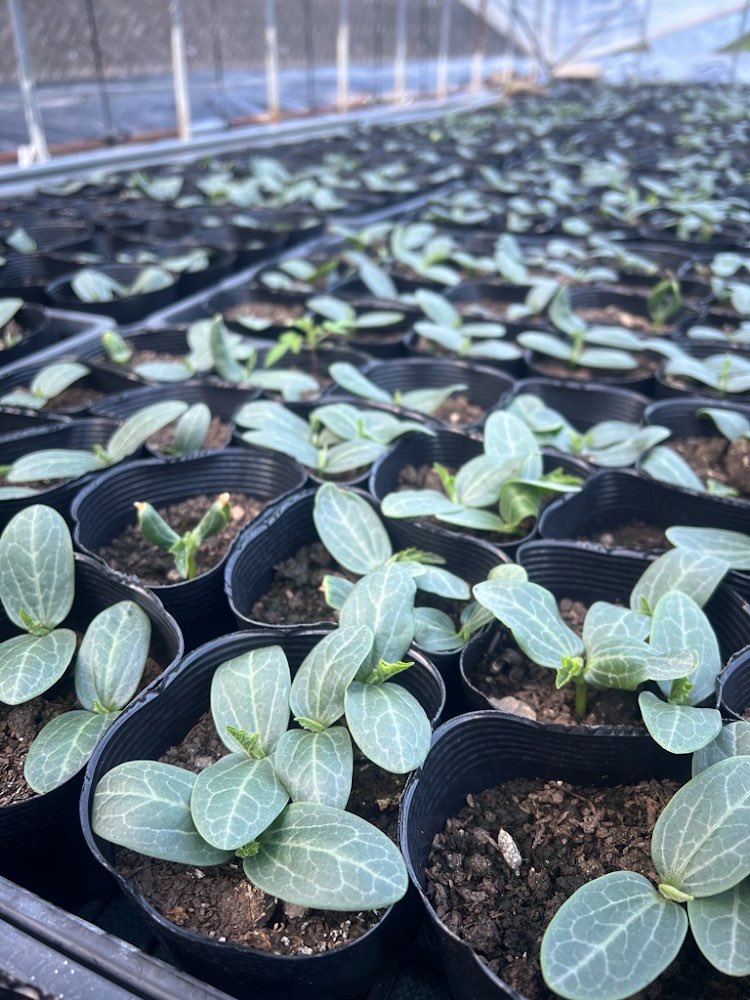 neonatural's tweet photo. 今日は朝からヘチマの定植作業をしてまいりました!真面目が取り柄の山本です。
ご覧ください!
生き生きとした苗ですね
頑張って生きているというより、
顔晴って生きてますね
癒されます🌱
#母袋有機農場
#自社農場
#農場の様子
#郡上市
#岐阜県
#HOLYFUNGUS
投稿者:農場スタッフ<山本> https://t.co/bTzvEBVZ8J