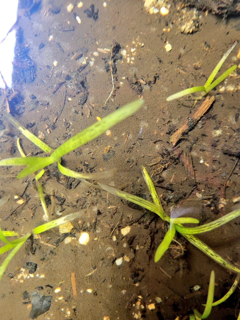 AcademyFcps's tweet photo. Grasses for the Masses. Belmont Bay at Mas on Neck State Park! https://t.co/B0FHpRwU7H
