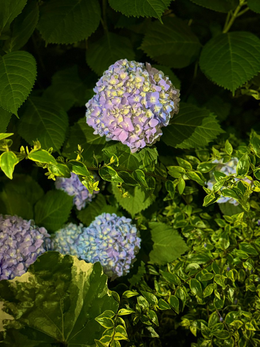 昨晩、仕事帰りに見つけた紫陽花。 もう梅雨もすぐですね☂️ 午後も宜しくおねがいします😊