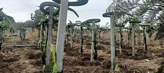 Torooti's tweet photo. This Saturday are you:
💈Fencing your plot?
🚜 Dragon Fruit farming ?
🪧putting up sign posts ?
🪑looking for outdoor Benches and tables?
You can use #Tikiposts #plastic #posts are eco ♻️friendly and multipurpose
Get in touch
☎️ 0700 939 645
#mjengodoc https://t.co/mNB9Kqh96y