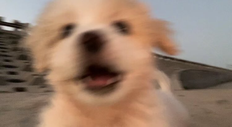 mrpuppysinger's tweet image. ITS HIM!!!!