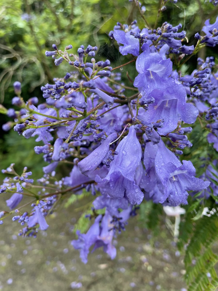 jnkminto's tweet photo. 鵜戸神宮に行く道の途中に、ジャカランダのお花を見つけました💚〈花言葉は栄光と名誉〉見頃はこれから６月上旬のようです✨可愛らしいお花✨ https://t.co/bn2fYmynYl