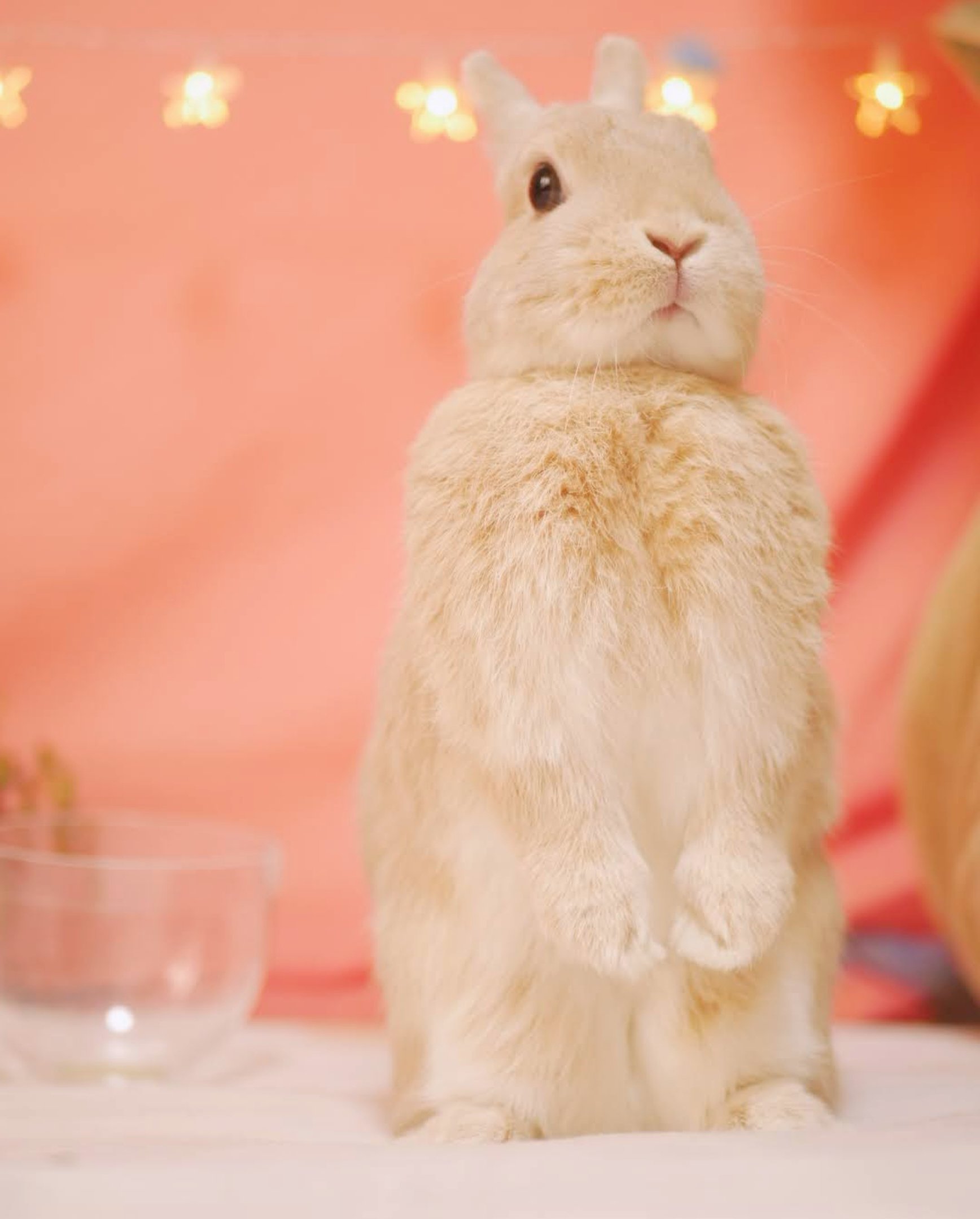 うさぎのひのき🌳 Hinoki bunny (@hinokiusa) / X