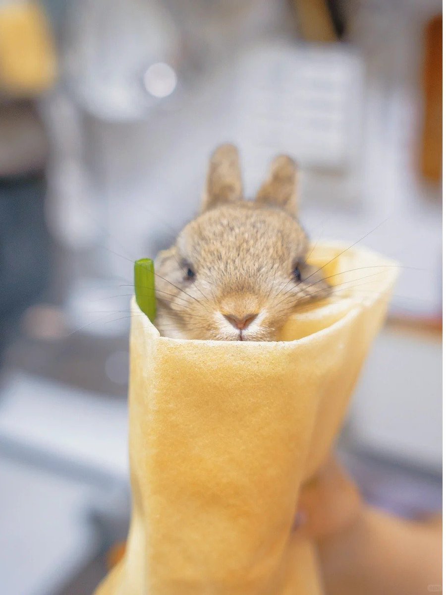 Why you should have a rabbit (@shouldhaverabit) on Twitter photo 