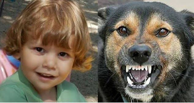 Fotoğraftaki çocuk Romanyalı Ionuț Anghel. Parkta kardeşiyle birlikte oynarken başıboş köpekler tarafından vahşice katledildi. Dönemin hükümeti bu olay üzerine Bükreş sokaklarından 60 bin köpeği topladı, yarısı sahiplenildi diğer yarısı uyutuldu. Bir çocuğun canı tüm