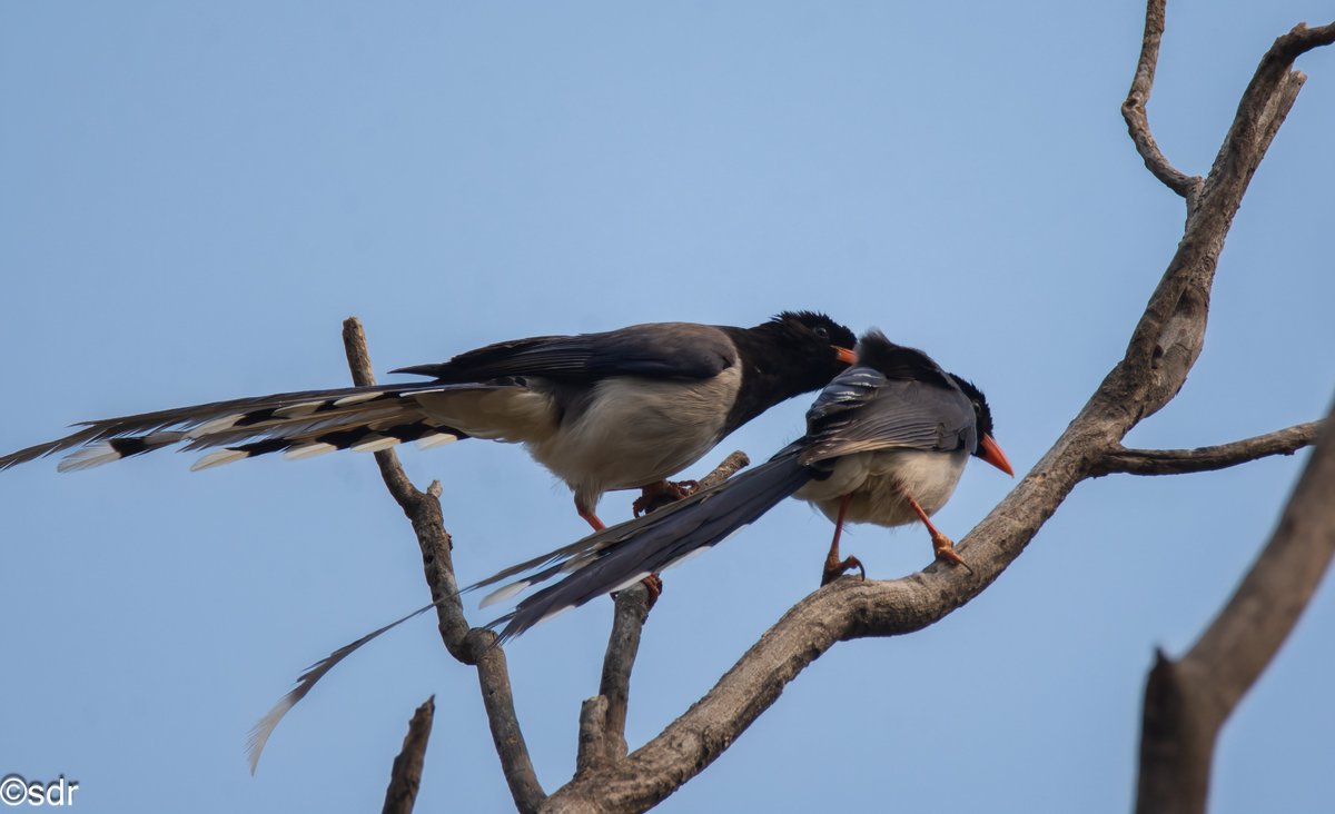 #Redbilledbluemagpie at Chakki Modh, Himachal, IN, ..Don't look now, I think we are being watched.... @ragnyabhawani @IndiAves #BBCWildlifePOTD @NatGeoIndia @NikonIndia