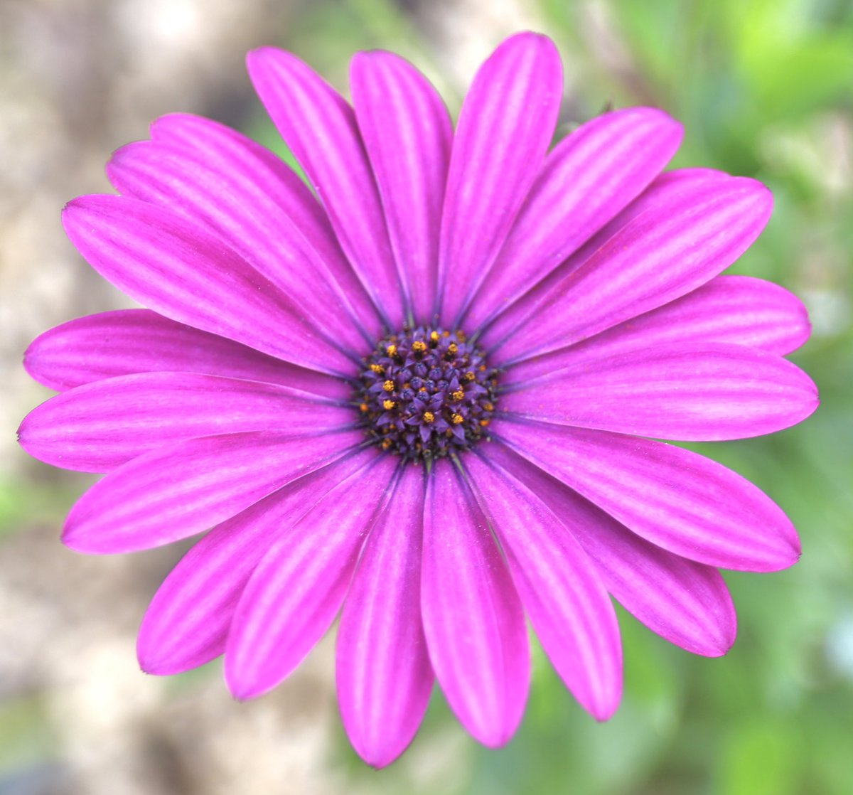 🌸オステオスペルマム🌸 花びらがきらきらとして艶があり、淡い紫というかピンク色がキレイ！花茎を伸ばした頂部にマーガレットに似た花を咲かせる。花付きよく、ガーデナーに人気 #オステオスペルマム #島和太郎 #オフィスアーツ #花 #flowers #海浜公園 #スイーツ #CM #タレント #サラリーマン