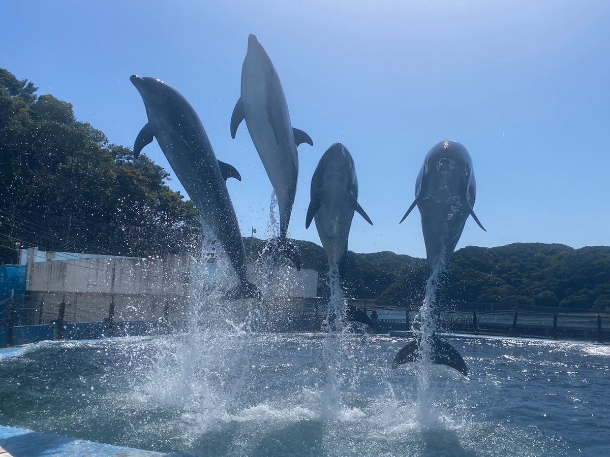 ニージ姫誰よりも高く🙌

#ドルフィンリゾート #イルカ #アザラシ
#距離感ゼロ #イルカと泳ぐ #和歌山 #南紀 #太地
#バンドウイルカ #マチルダ #クララ #リン #ニージ