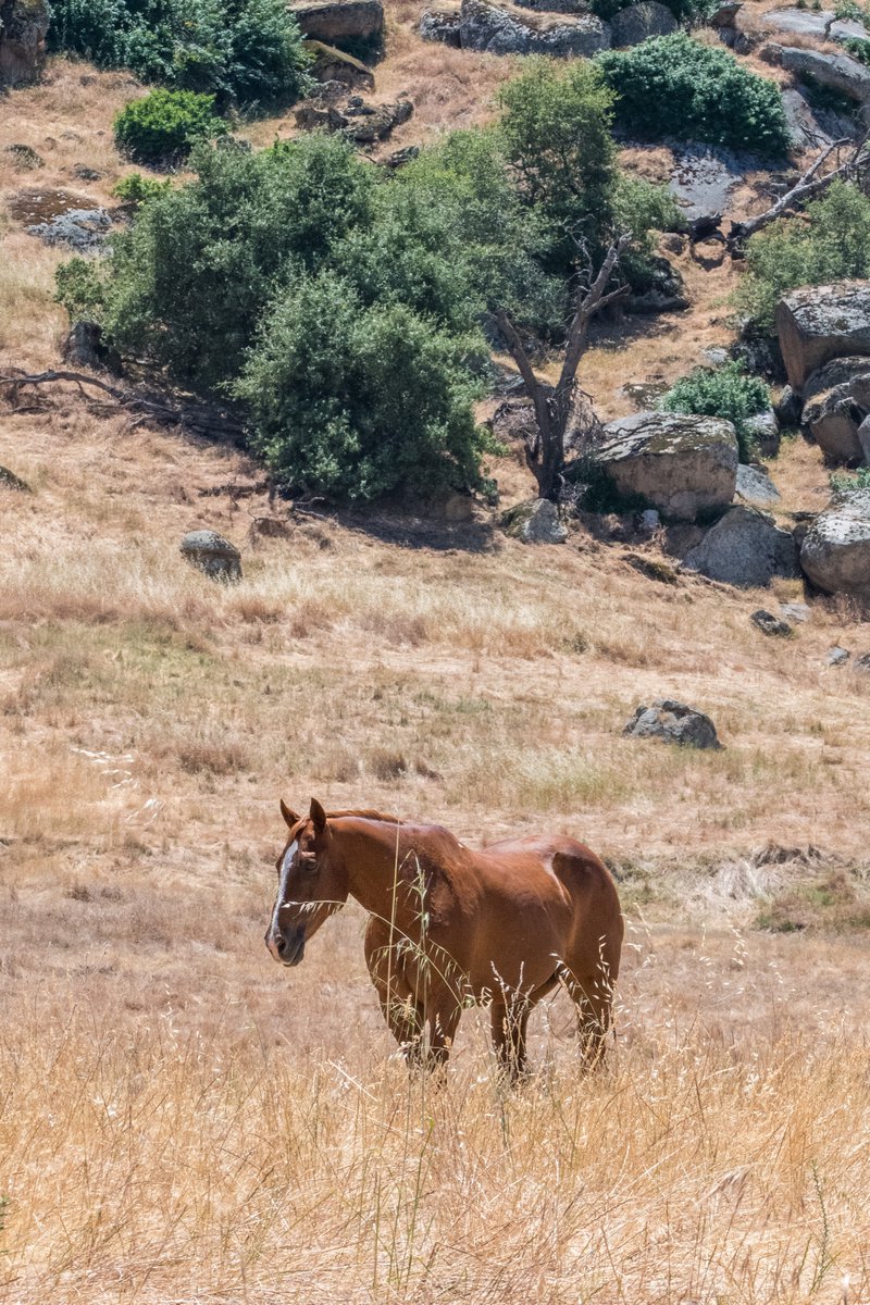 I added more photos to my @500px site - 500px.com/p/rubiconreade… #highschoolband #horses #exeterCA #bakersfieldCA #delanoCA #jasonfrostphotography #doingwhatido