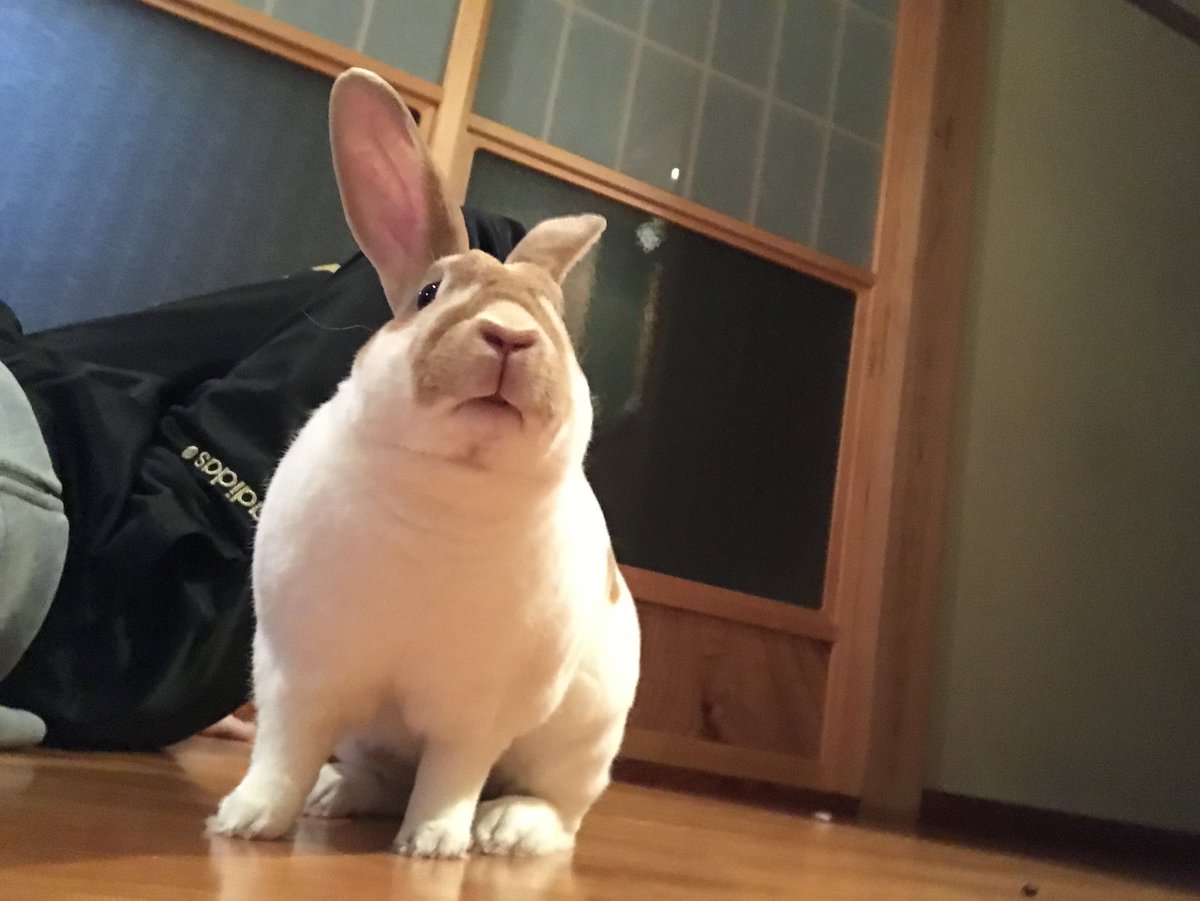 0902sor's tweet photo. 今日はそらの誕生日🎂
生きていたら7歳🐰
そらがいなくなって3ヶ月以上経って、この子のいない生活が当たり前になっていく事に切なくなる時もあります。
会いたいな〜 https://t.co/B3VJ5OohQf