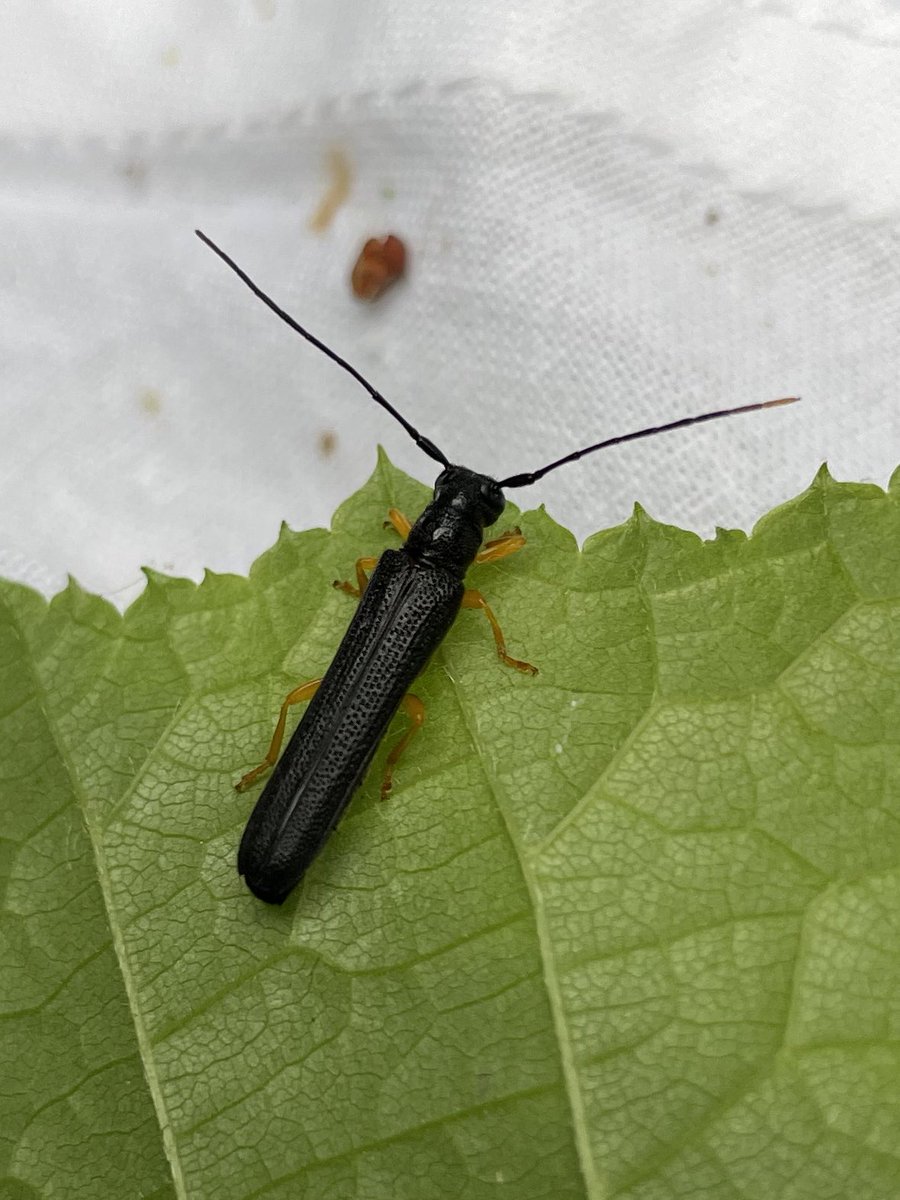 hwittshwittshwi's tweet image. Great moment when, after an hour or so of beating, I went over to speak to Russell and this appeared above our heads! Just a 10 min cycle from my flat
